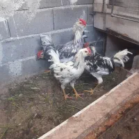 خروسمرغ فروشی گلین چهل تاج ریشو پردیس جاجرود|حیوانات مزرعه|جاجرود, |دیوار