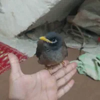 650000|پرنده|مینودشت, |دیوار