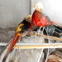 طاووس
