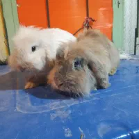 خرگوش لوپ اصل حامله