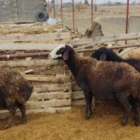 میش و بره قوچ