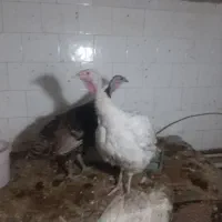 دو تا بوقلمون ماده‌