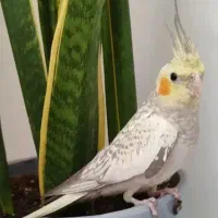 دو عدد عروس هلندی با قفس