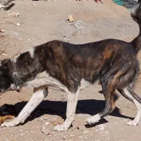 سگ نگهبان باهوش و قوی