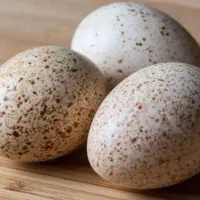 تخم بوقلمون و تخم مرغ امپراطور نطفه دار|حیوانات مزرعه|آکند, |دیوار