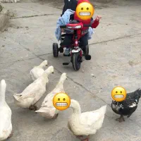 لوازم کودک|کالسکه و لوازم جانبی|بابل, |دیوار