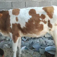 فروش گوساله ماده|حیوانات مزرعه|اسیر, |دیوار