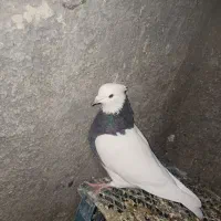 فروش کبوتر|پرنده|مریوان, |دیوار