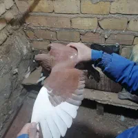 کفتر پرشی|پرنده|سبزوار, قاضی زاد|دیوار