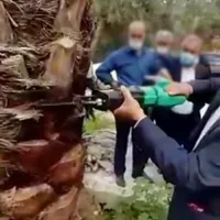 اره درخت گرازی  ( اقساطی )  برای هرس خرما|ابزارآلات|کرمان, |دیوار