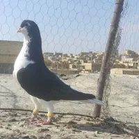 کبوتر چپ و خوشرنگ و سرور و دوکت