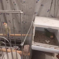 فروش ۳ جفت کوتوله برزیلی