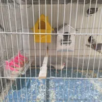 فنچ و مرغ عشق