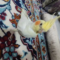 عروس هلندی لوتینو