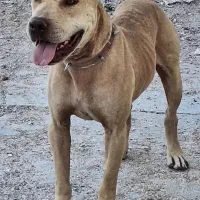 سگ پیتبول بادیگارد|سگ|شیراز, وزیرآباد|دیوار