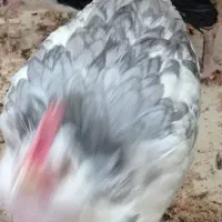 مرغ وخروس گلین طوسی (خروس)|حیوانات مزرعه|اصفهان, سروستان|دیوار