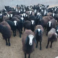 بره نروماده نژاد اصیل شال