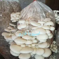 فروش بذر قارچ دکمه ای،صدفی، شیتاکه و یال شیر|گل و گیاه طبیعی|گرگان, |دیوار