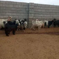 توافقی|حیوانات مزرعه|سیلاخور, |دیوار