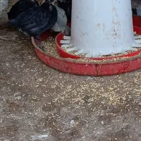 جوجه محلی دو ماه