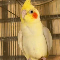 عروس هلندی نر لوتینیو