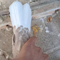 کفتر زرد دم سفید|پرنده|تربت جام, جامی|دیوار