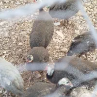 فروش مرغ محلی و شاخدار به علاوه یک چپشت|حیوانات مزرعه|فین, |دیوار