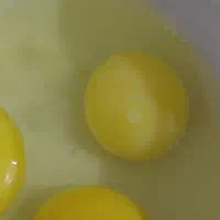 تخم مرغ نطفه دار لاری