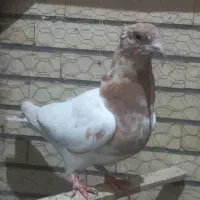 کله ای
