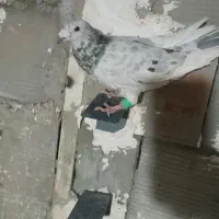 کبوتر