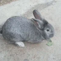 خرگوش نر