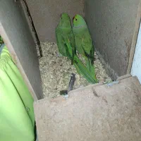 ملنگو نر و ماده سالم و سرحال