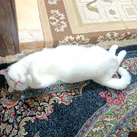 واگذاری گربه پرشین اسکاتیش نژاد دار|گربه|بم, |دیوار