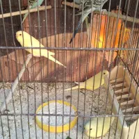 مرغ عشق تک و جفت