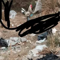 خروس محلی در حمیدیه|حیوانات مزرعه|حمیدیه, |دیوار