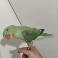 جوجه شاه طوطی 6ماهه|پرنده|تهران, افسریه جنوبی|دیوار