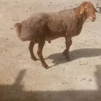 فروش قوچ چینی