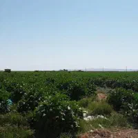 فروش زمین کشاورزی و مسکونی