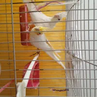 پرنده .عروس هلندی