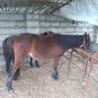 اسب فروشی به علت کمبود جا|اسب و تجهیزات اسب‌سواری|تنکابن, |دیوار