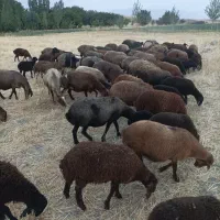 توافقی