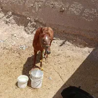 فروش نریان ۳ساله|اسب و تجهیزات اسبسواری|شیروان (خراسان), |دیوار