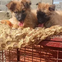 واگذاری یک جفت اشپیتز پامرسه ماهونیمه