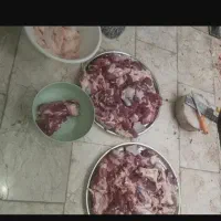 گوسفند شهرری و یافت اباد و تهران پارس بازدید حضوری|حیوانات مزرعه|تهران, نازیآباد|دیوار