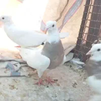 طوقی ناب|پرنده|دره شهر, |دیوار