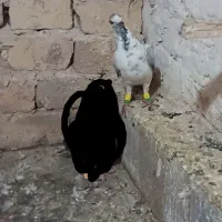 کفترپرشی