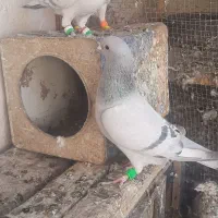 رنگه|پرنده|تربت‌حیدریه, ۴۵ متری|دیوار