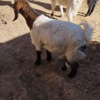 بزغاله ماده چاق