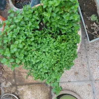 نظافت پرندگان و منزل