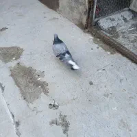 فروش 11عدد کبوتر پرشی گرفتنی|پرنده|سراب, |دیوار